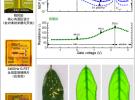 蘇州納米所等在高靈敏度石墨烯太赫茲探測器研究中取得進展
